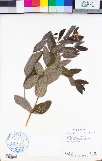 Apocynum cannabinum image