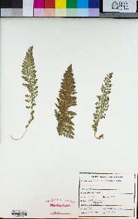 Polystichum lemmonii image