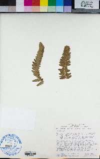 Polystichum scopulinum image