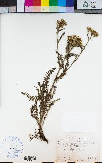 Achillea borealis image