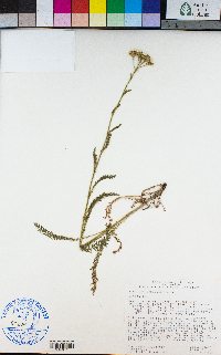 Achillea millefolium image