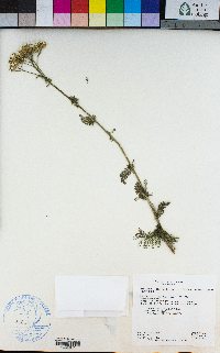 Achillea millefolium image