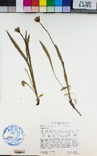 Agoseris aurantiaca image