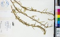 Artemisia dracunculus image