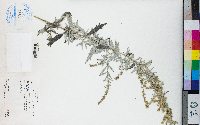 Artemisia ludoviciana image