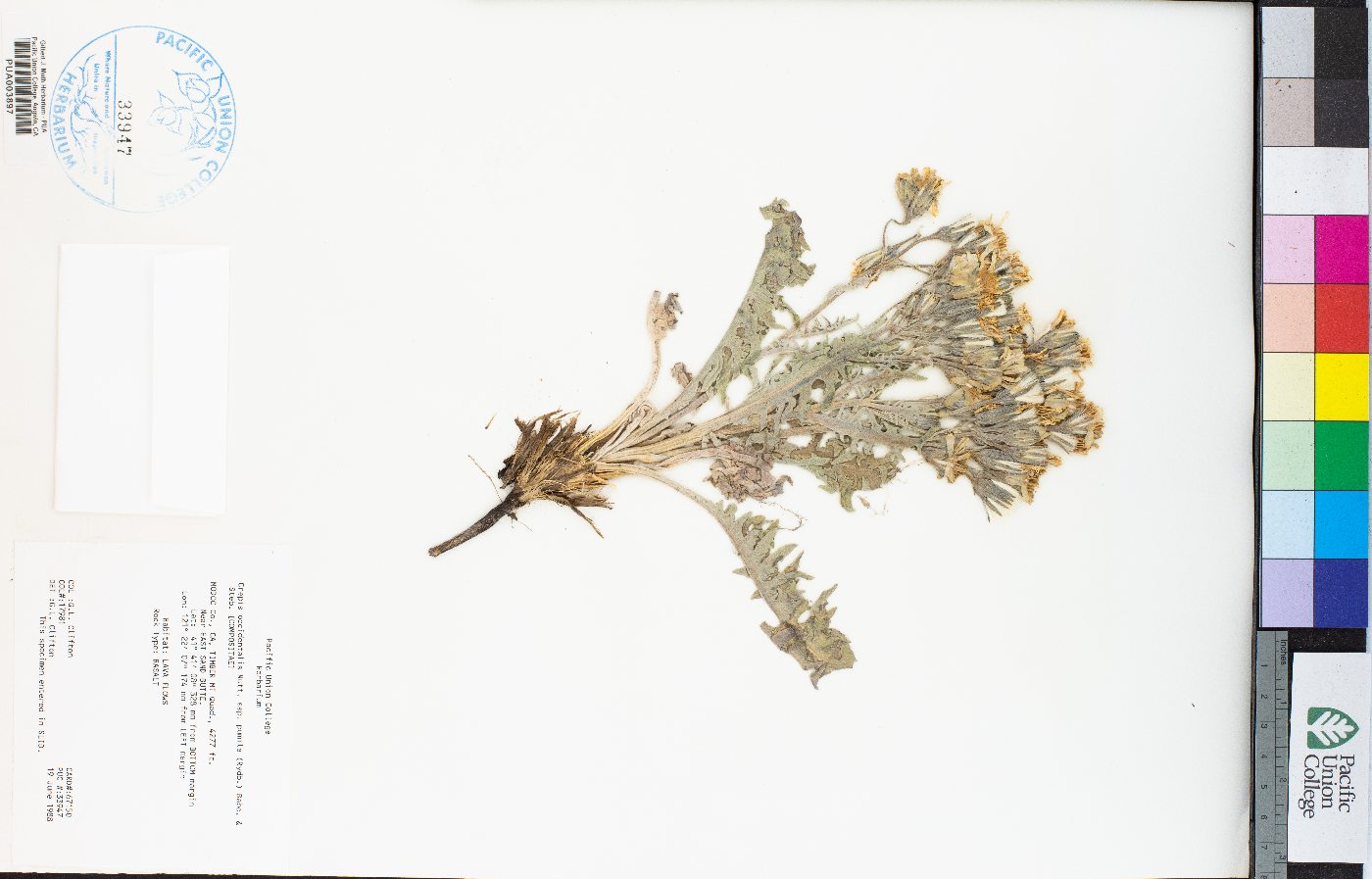 Crepis occidentalis subsp. pumila image