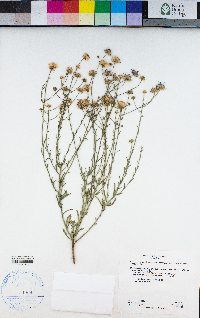 Erigeron breweri var. porphyreticus image