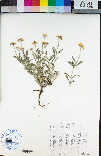 Eriophyllum lanatum var. lanceolatum image