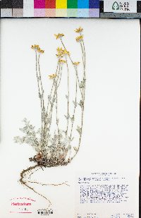 Eriophyllum lanatum image