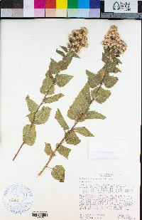 Ageratina occidentalis image