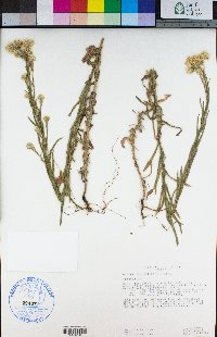 Pseudognaphalium stramineum image