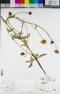 Helianthus gracilentus image