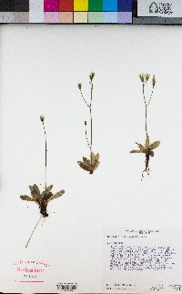 Hieracium bolanderi image