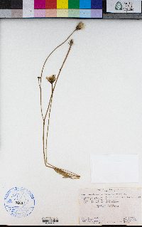 Hypochaeris radicata image