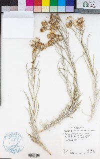 Senecio flaccidus image