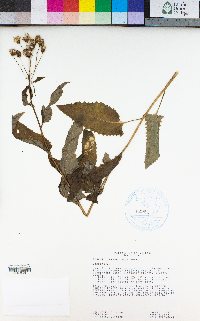 Senecio triangularis image