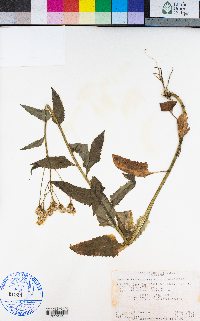 Senecio triangularis image