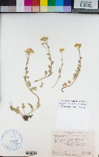 Sphaeromeria potentilloides image