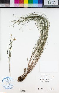 Stephanomeria tenuifolia image