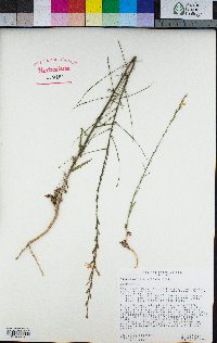 Stephanomeria virgata image