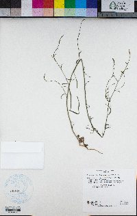 Stephanomeria virgata image