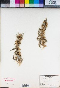 Xanthium spinosum image