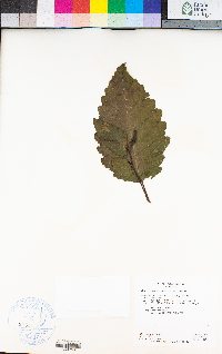 Alnus rhombifolia image