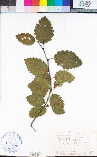 Alnus incana subsp. tenuifolia image