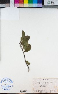 Alnus incana image