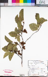 Alnus incana image