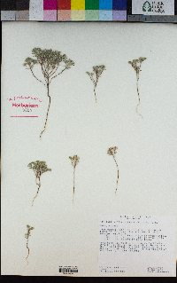 Cryptantha circumscissa image