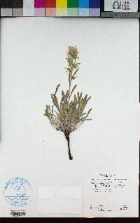 Oreocarya flavoculata image