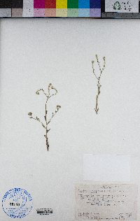 Cryptantha hispidula image