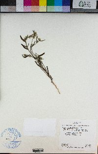 Cryptantha watsonii image