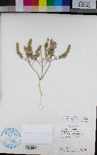 Alyssum alyssoides image