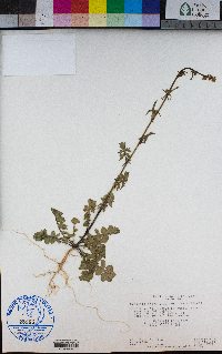 Brassica nigra image