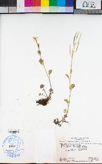 Cardamine breweri image