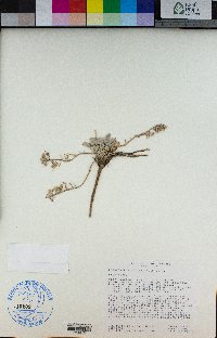 Physaria kingii image