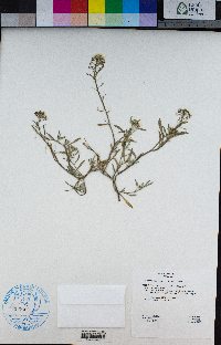 Lobularia maritima image