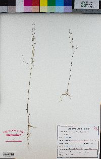 Thysanocarpus curvipes image