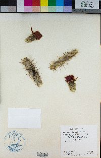 Cylindropuntia versicolor image
