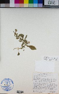 Campanula scouleri image