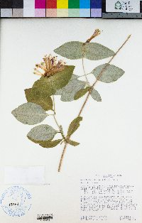 Lonicera ciliosa image