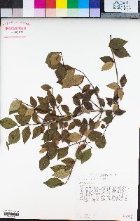 Image of Lonicera gracilipes
