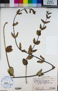 Lonicera hispidula image