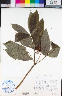 Sambucus racemosa var. racemosa image