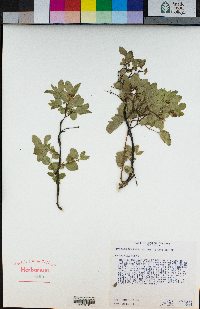 Symphoricarpos mollis image