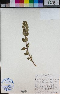 Symphoricarpos mollis image