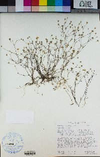 Minuartia douglasii image