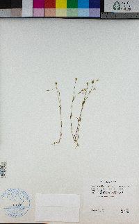 Minuartia pusilla image